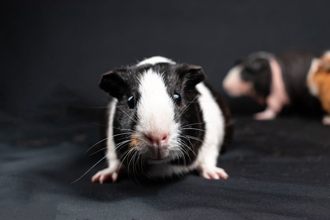 Guinea Pigs